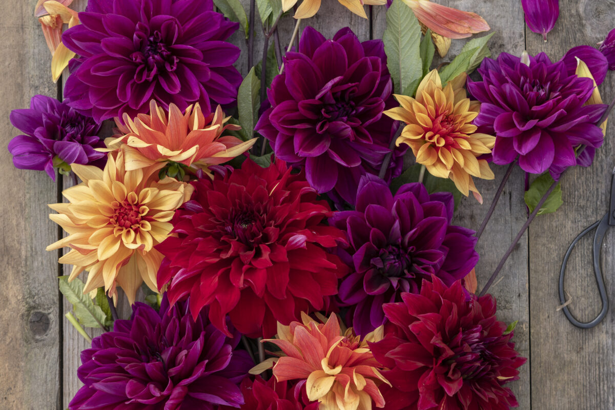 The Laundry Garden Jewel Dahlias Collection - get 15% off