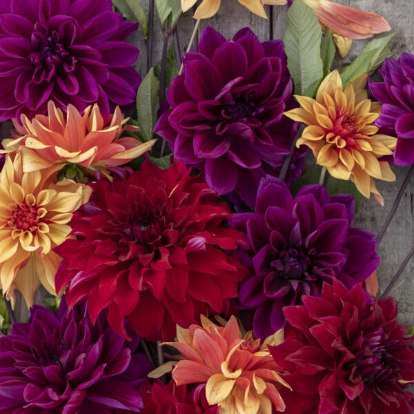 The Laundry Dahlia Jewel Collection