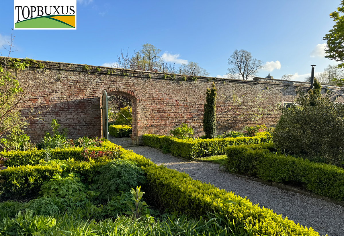 TOPBUXUS OFFER