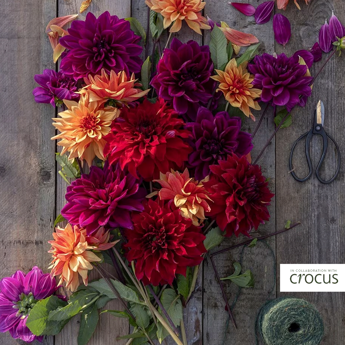 Dahlia-Guide-with-Crocus
