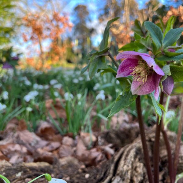 Helleborus × hybridus Harvington pink speckled Lenten Rose Hellebore