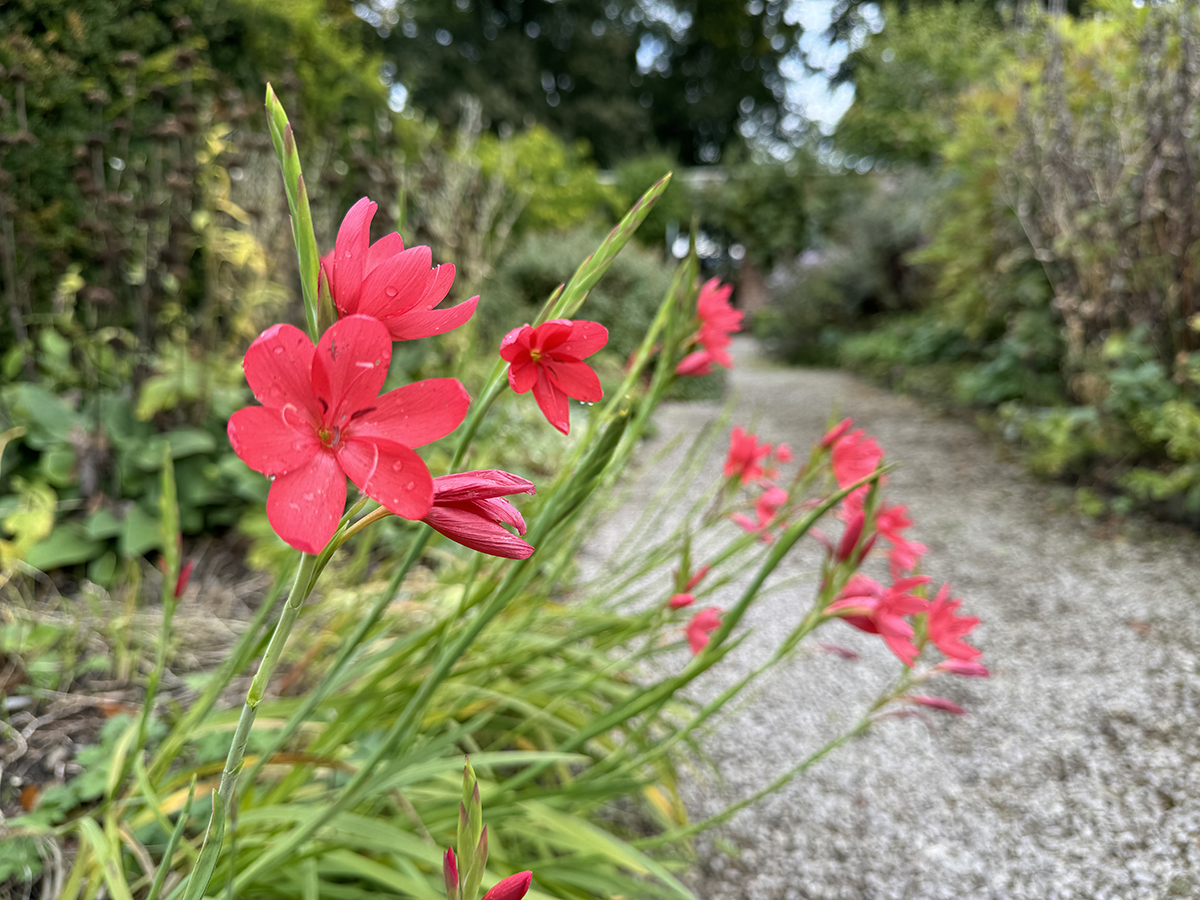 Hesperantha coccinea 'Major'