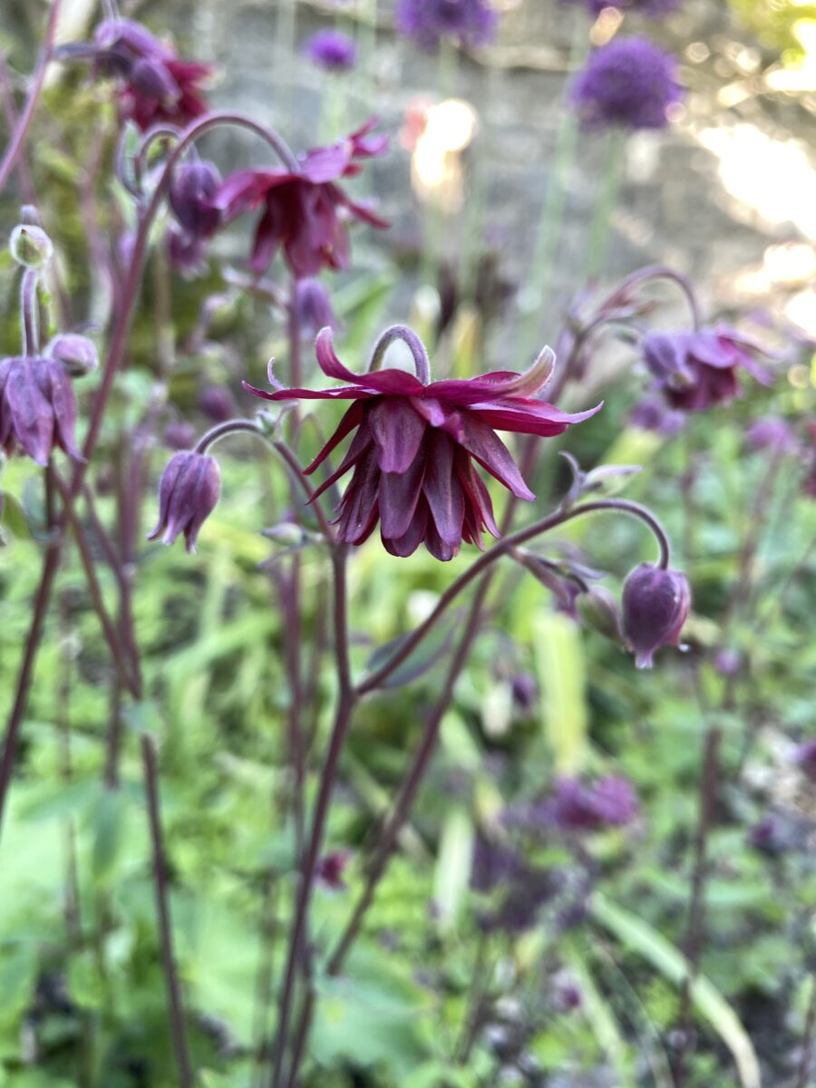 Aquilegia Vulgaris var. Stellata