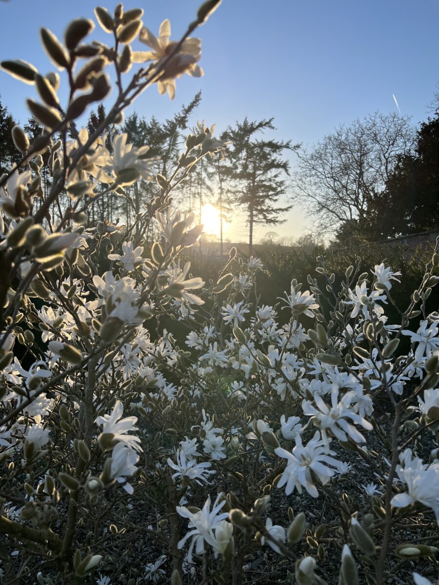 Magnolia