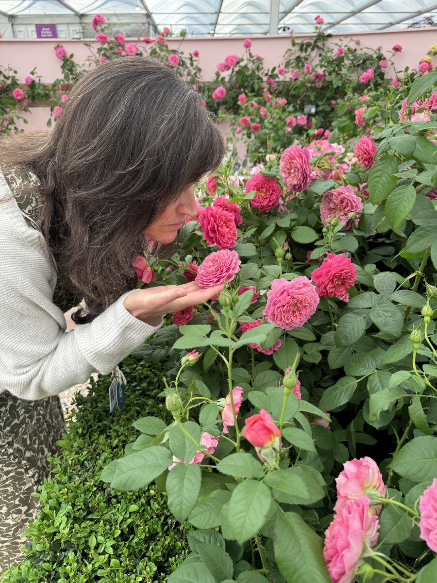 STAR PLANT OF THE MONTH David Austin Rose Emma Bridgewater™️