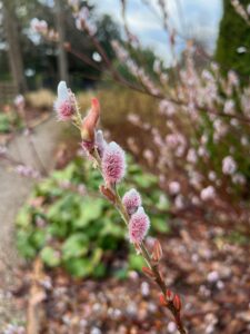 STAR PLANT OF THE MONTH Salix gracilistyla 'Mount Aso' (Pink Pussy Willow) 