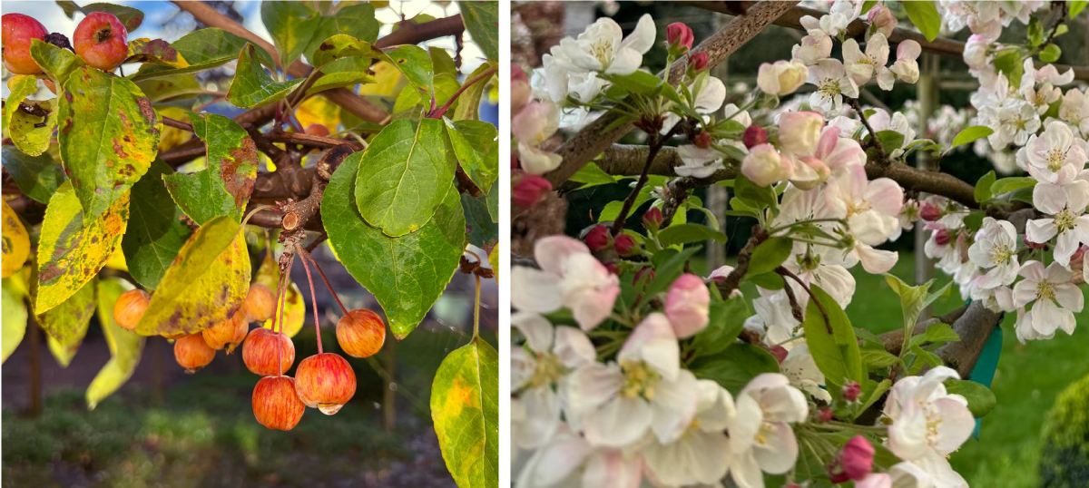 Star Tree of the month - the crab apple