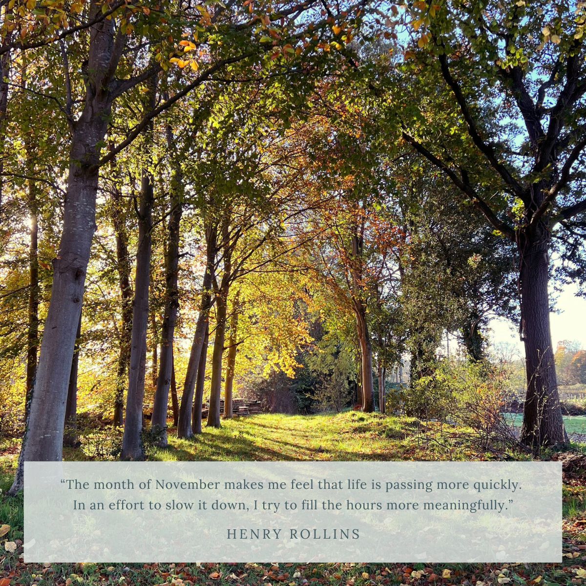 The Laundry Garden November Newsletter 2024