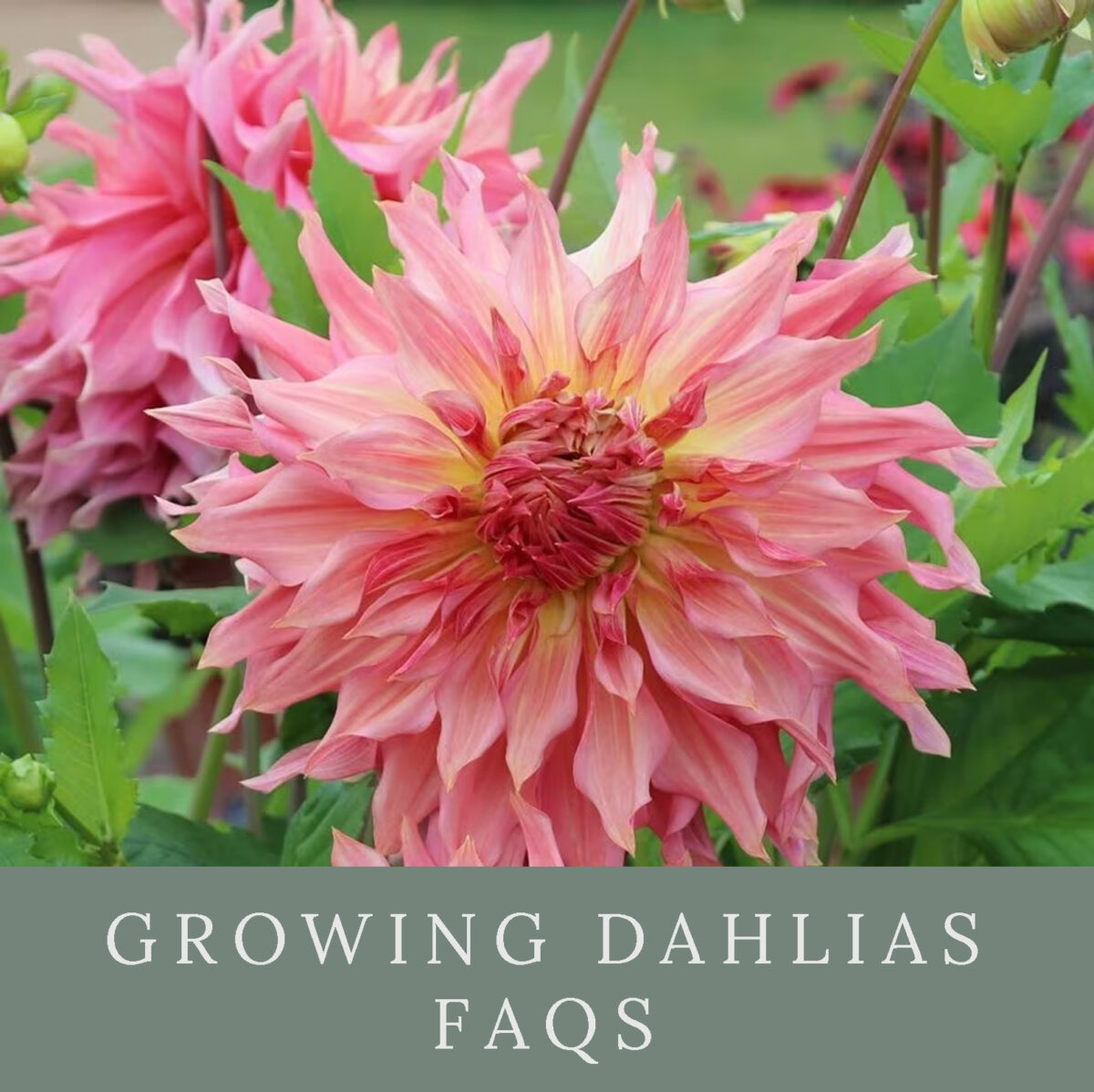 Growing Dahlias FAQs