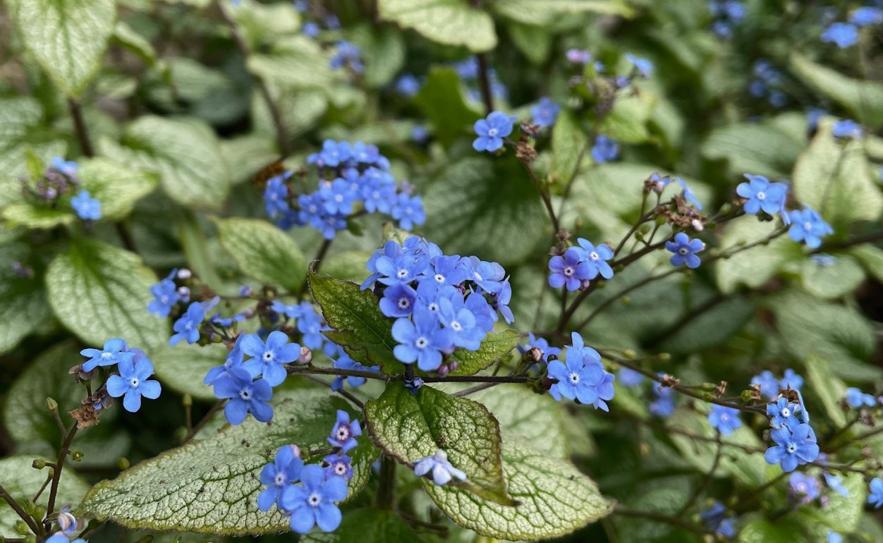 Jack Frost - star plant April