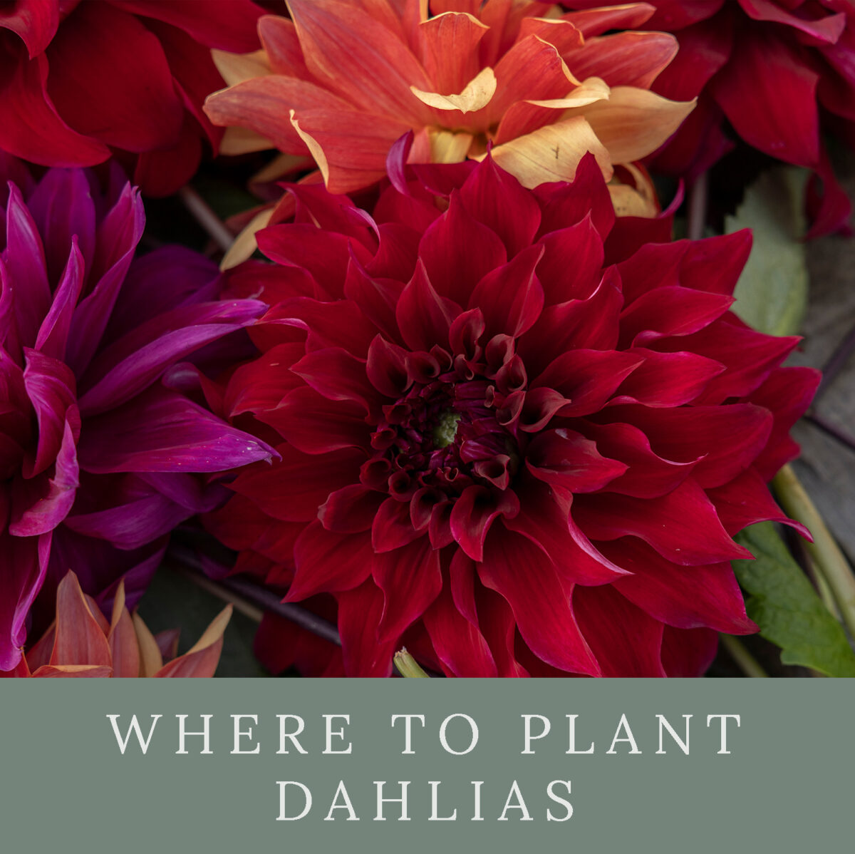Where to plant dahlias
