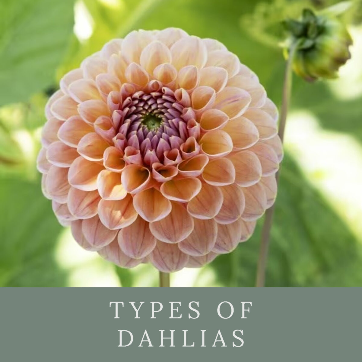 Types of Dahlias